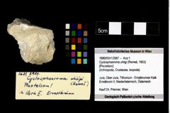 Foto (Objekt + Etikett) von Cyclosphaeroma uhligi (Remeš, 1903) (NHMW-GEO-1990-0041-2987)